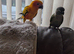 Male Sun Conure 1 year old comes with cage and female Green cheek companion
