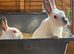 Himalayan marked polish dwarf Rabbits
