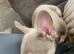 Stunning french bull dog pul