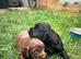 Ready now- KC Reg Cocker Spaniel - 1 Choc Boy Left