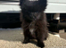 Beautiful Pomeranian Puppies for Sale