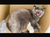 Stunning pedigree British shorthairs