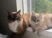 Ready now! Rare mink lynx ragdolls