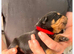 7 Rottweiler puppies