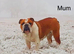 Health Bred KC Bulldogs | BOAS 0 Parents
