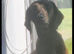 15 month old female dachsund