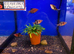 PAIRS* Ruby Barb (Pethia nigrofasciata)