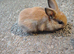 Mini rex x mini lop