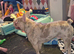 2 year old merle male French bulldog