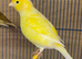 I have some pairs of canaries for sale