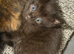 Kitten black tiger girl with blue eyes