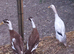 3 runner duck females