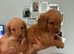 4 beautiful boy cockapoo pups