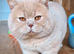 Kitten british shorthair
