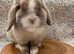 Adult male mini lop
