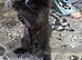 A beautiful litter of 2 kittens