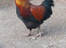 Black copper Maran cockrel