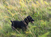 Patterdale bitch working