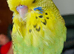 2 bonded budgies