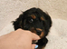 Licenced Insured breeder, kc health tested parents