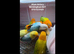 Hand Tame Lovebird various Mutations & Colors