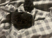 5 adorable chinchillas