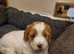 Gorgeous f2 cockapoo puppies