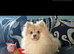 Pomeranian male dog 2 years old.