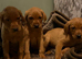 Fox red pups
