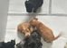 Beautiful Cockapoo Puppies Looking for Loving Homes