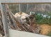 Pair of Spanish eyed lizards ie timing lepidus