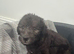 Bedlington terrier puppies