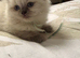 GCCF Ragdoll kittens Excellent pedigree