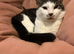 Loving boy cat