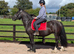 14.2/3 Dales X Fresian rising 5 year old mare