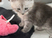 Tica registered amazing Maine coon kittens