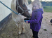 Shetland mare