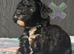 F1 mini cockapoos various colours 30 dna health tested clear