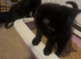 Adorable kittens looking for love homes