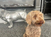 Toy poodle girl chocolate phantom 3 years