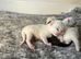 British Shorthair kittens BSH £400