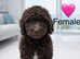 Stunning standard poodle puppies looking loving homes