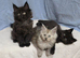 Maine Coon Kittens reasy now