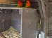 Pair of breeding love birds