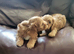 Cavapoo puppies for sale