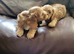 Cavapoo puppies for sale
