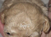 Beautiful teddy bear puppies