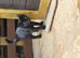 Girl black kitten
