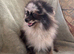 Beautiful Merrill Pomeranian boy