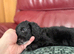 We have 4 very cute F2 Cockapoo’s puppies for sale
